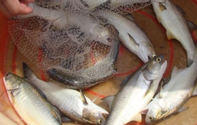 最顶级的4种食材吃过的非富即贵