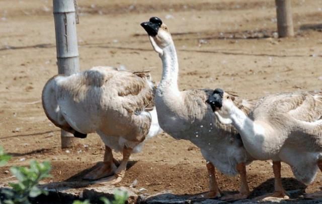 最顶级的4种食材吃过的非富即贵图2