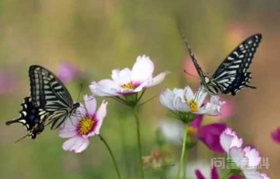 碧草青青花盛开 彩蝶双双久徘徊是什么歌  绿草青青花盛开彩蝶双双久徘徊