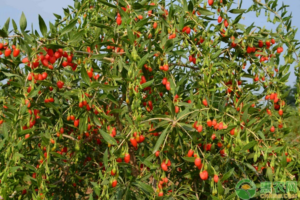 北方野生枸杞能吃吗