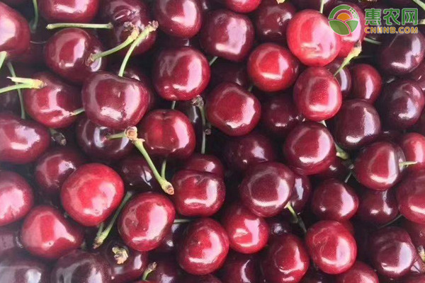 4j车厘子多少钱一斤 怎么挑选车厘子