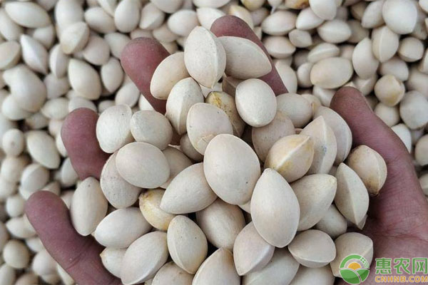 白果价格是多少钱一斤 产地有哪些