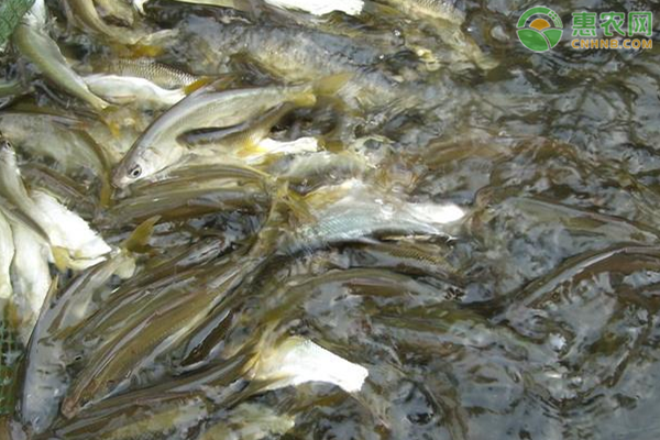 鲴鱼在哪里有产 鲴鱼与白条鱼有何区别