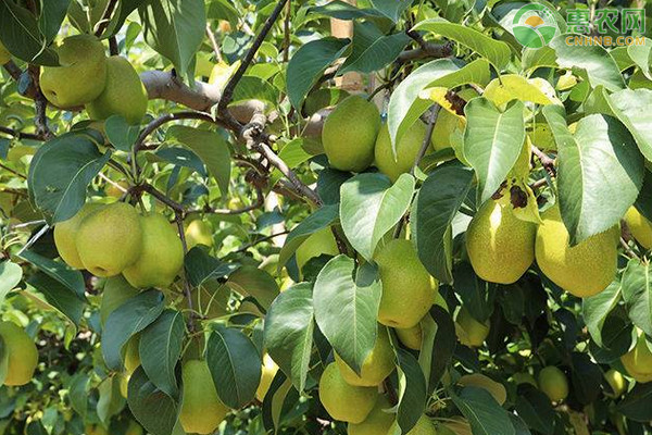 香梨如何区分公母 香梨和雪梨有什么区别