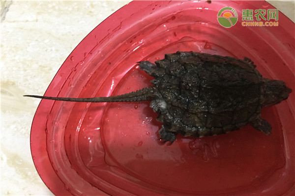 佛鳄龟的产地在哪 佛鳄龟能长多大