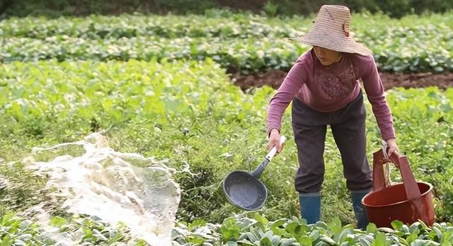 这几种蔬菜成堆的寄生虫 蔬菜能生吃吗有寄生虫吗