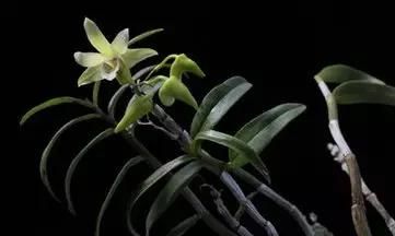 新鲜铁皮石斛怎么保存最好 铁皮石斛如何保存不生虫