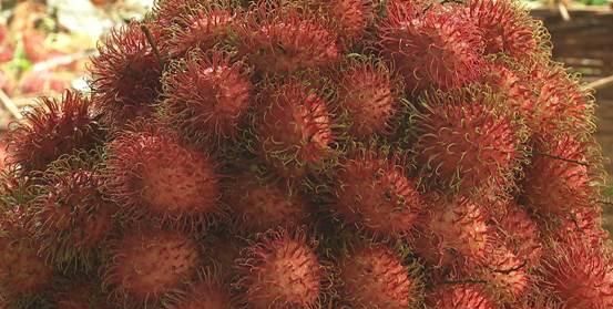 海南保亭红毛丹飘香日子甜又美 保亭红毛丹旅游攻略