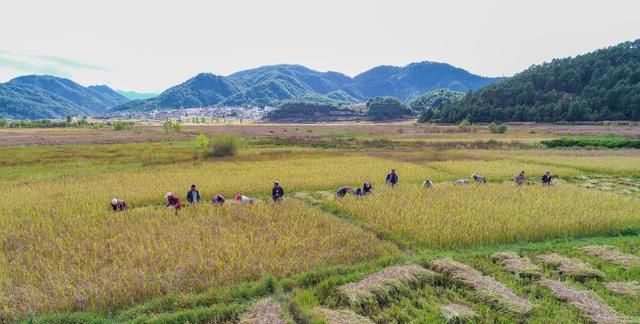 巨型稻和普通杂交水稻哪个好