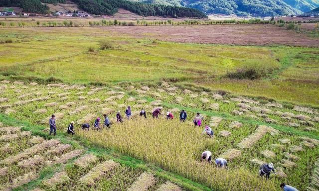巨型稻和普通杂交水稻哪个好图2