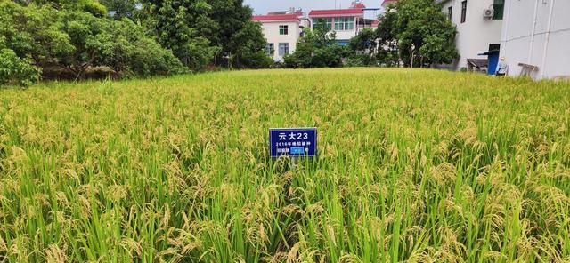 巨型稻和普通杂交水稻哪个好图3