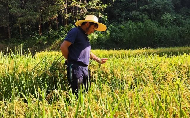 巨型稻和普通杂交水稻哪个好图4