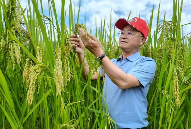 巨型稻和普通杂交水稻哪个好图5