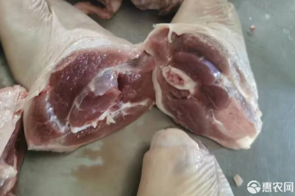 肘子是指猪的哪里 怎么挑选