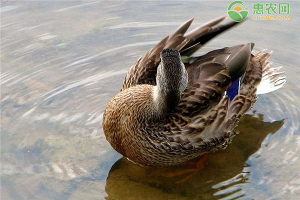 麻鸭和番鸭有何区别
