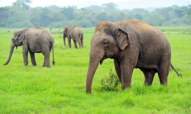 动物的交流方式你知道多少