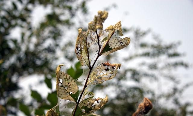 美国白蛾入侵中国 1只可繁衍2亿只 毁森林占房屋 成中国噩梦