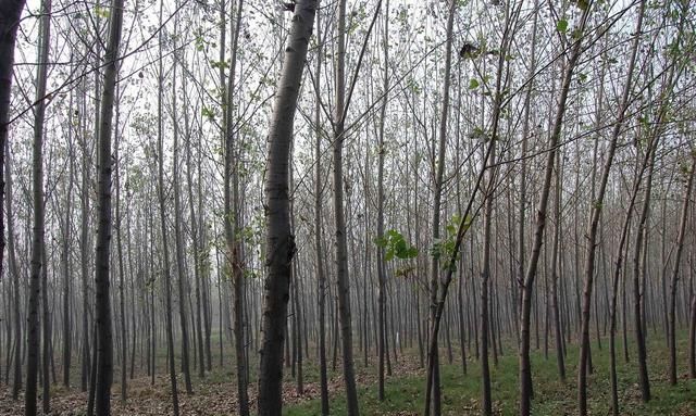 美国白蛾入侵中国，1只可繁衍2亿只，毁森林占房屋，成中国噩梦图3