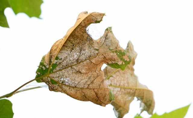 美国白蛾入侵中国，1只可繁衍2亿只，毁森林占房屋，成中国噩梦图4