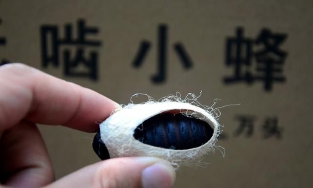 美国白蛾入侵中国，1只可繁衍2亿只，毁森林占房屋，成中国噩梦图6