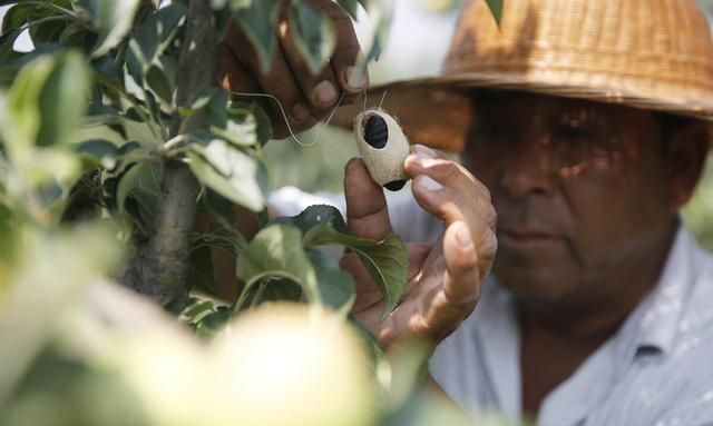 美国白蛾入侵中国，1只可繁衍2亿只，毁森林占房屋，成中国噩梦图8