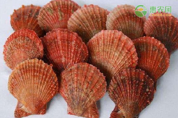 渤海扇贝几月肥 扇贝出名产地有哪些