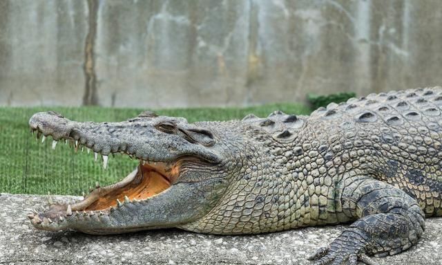 十大最强鳄鱼 鳄鱼的八大之最