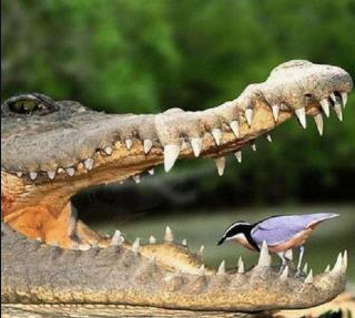 十大最强鳄鱼,鳄鱼的八大之最图5