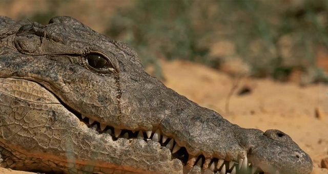 十大最强鳄鱼,鳄鱼的八大之最图6