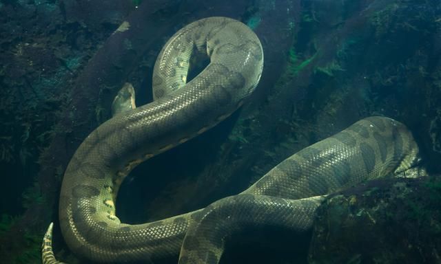 十大最强鳄鱼,鳄鱼的八大之最图8