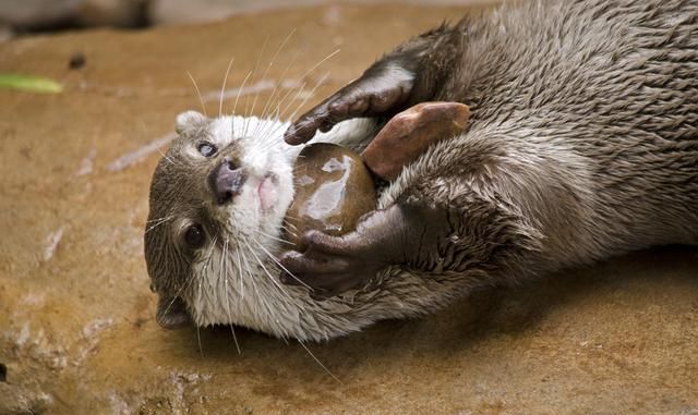 十大最强鳄鱼,鳄鱼的八大之最图9