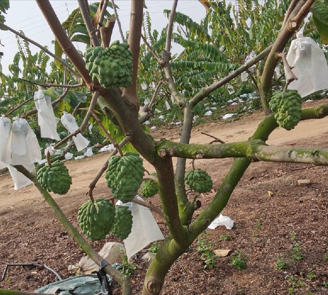 在广西种植哪个品种的释迦果好 广西释迦果