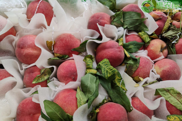 水蜜桃能放多久 怎么挑选