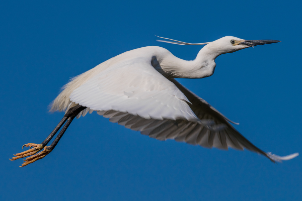 鸳怎么组词 鸳组词有哪些