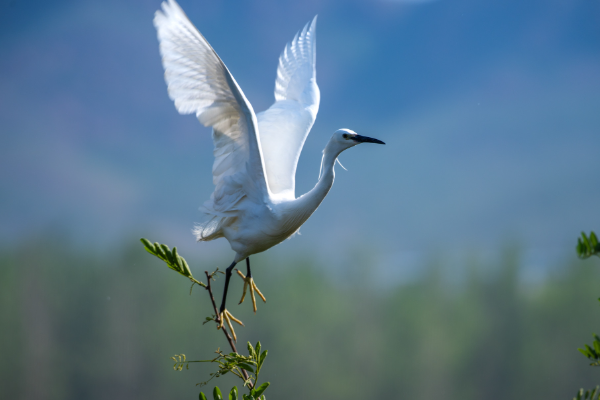 鸳怎么组词 鸳组词有哪些