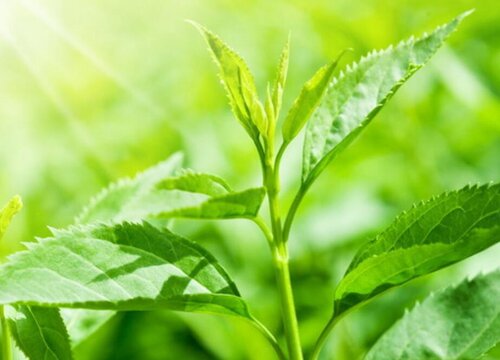 茶叶品种有哪些