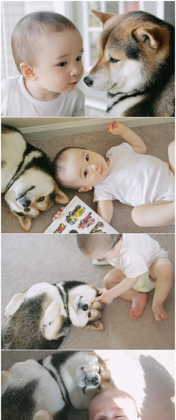 长时间把宠物关在房间里会怎么样呢图3