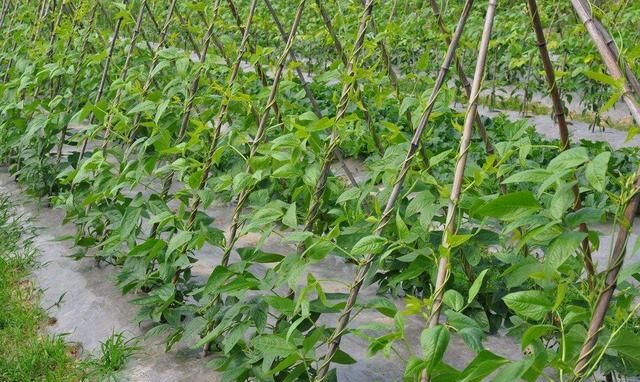 豆角叶片发黄是怎么回事,豆角浇过水叶片发黄怎么办图5