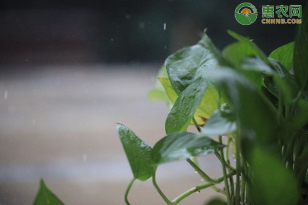 白露还热不热 白露节气有哪些传统习俗活动