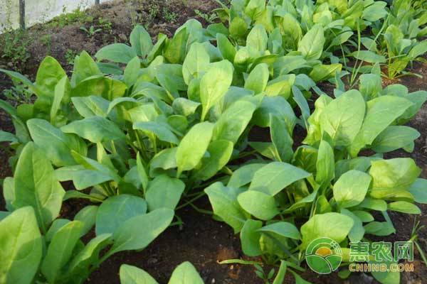 大叶菠菜和小叶菠菜的区别 哪个更好吃