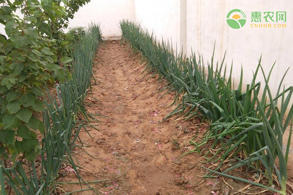 大葱和小葱有什么区别