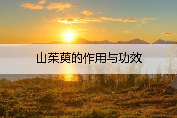 山茱萸的作用与功效 中药山茱萸的作用与功效