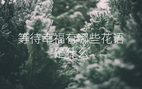 等待幸福有哪些花语是什么