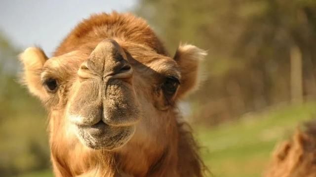 沙漠白金骆驼奶粉多少钱一罐 沙漠白金骆驼奶保质期