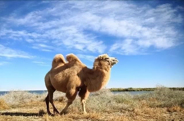 沙漠白金骆驼奶粉多少钱一罐,沙漠白金骆驼奶保质期图2