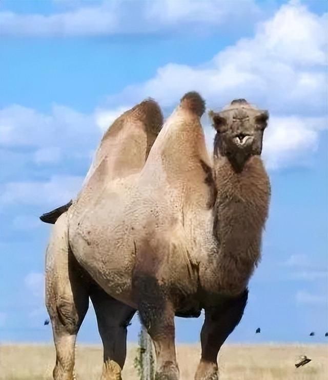 沙漠白金骆驼奶粉多少钱一罐,沙漠白金骆驼奶保质期图3