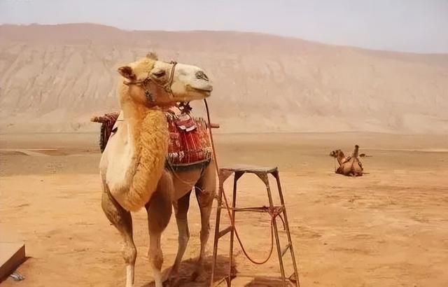 沙漠白金骆驼奶粉多少钱一罐,沙漠白金骆驼奶保质期图4