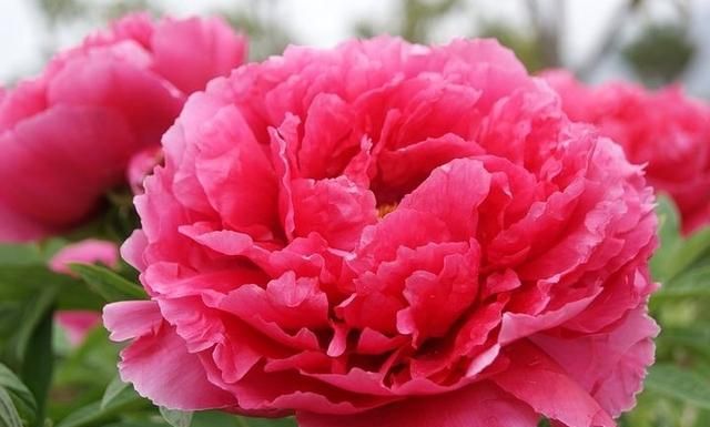 你喜欢牡丹花吗 牡丹花喜欢阴还是阳