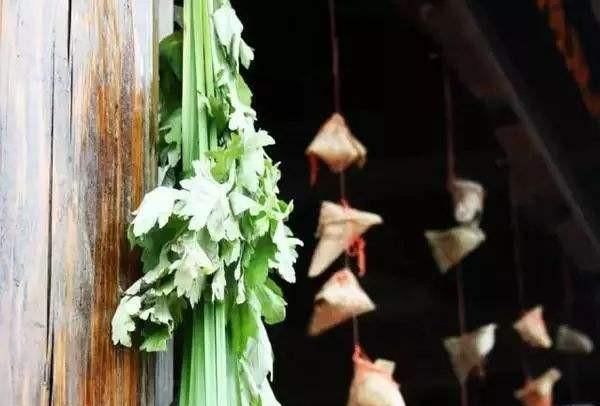 怎样描述艾草的文化情结