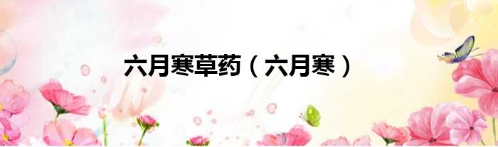 六月寒草药 六月寒
